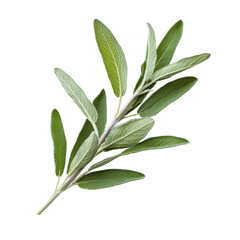 Fresh sage leaves on a transparent background