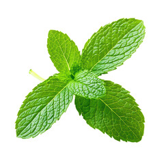 Fresh mint leaves with vibrant green color