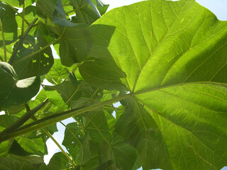 Wall Mural - Paulownia tomentosa