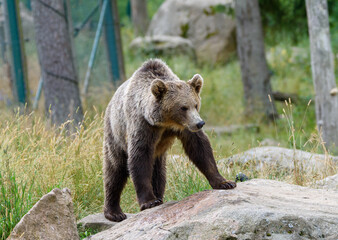 the bear explores its surroundings, moving confidently across a large rock in a lush, green wildlife