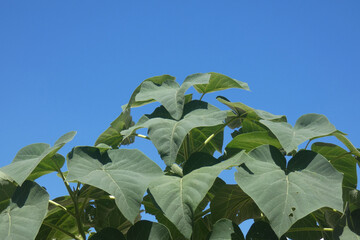 Wall Mural - Paulownia tomentosa