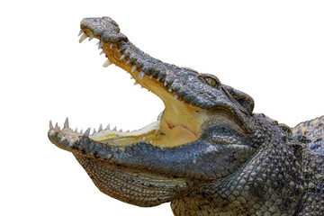 close up crocodile is action show head on white background have path