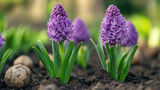 "A photo of hyacinth bulbs in autumn, ready for planting in the ground."






