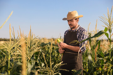 Canvas Print - Farmer harvesting fresh ripe corn in field on sunny day