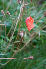 One single blurred red poppy with green grass around. Dry flower in the front. After rain water drops. Wallpaper, background or backdrop. Summer season