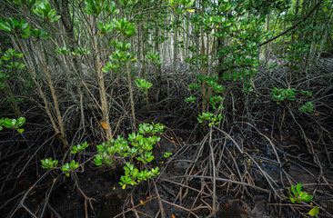 Wall Mural - lush mangrove forest with complex root system in coastal swamp. wetland habitat filtering water and 