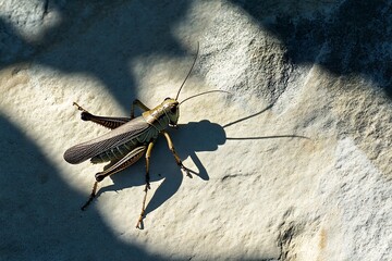 grasshopper on the ground