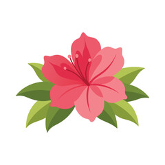 Azalea flower isolated flat vector illustration on white background.