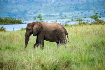african elephant in bushland at murchison falls national park in uganda along the white nile river