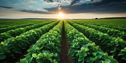 Canvas Print - field with blue sky