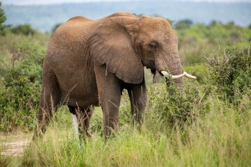 African Elephant in bushland at Murchison falls National park in Uganda