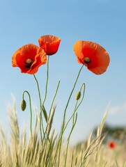 Poster - Vibrant poppies stand tall against a clear blue sky, symbolizing beauty, nature, resilience, tranquility, and freedom.