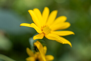 A yellow flower with a green stem. The flower is in the foreground and the stem is in the background