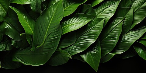 Wall Mural - green leaf background