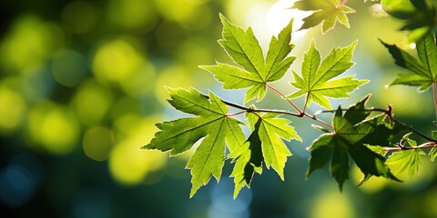 Sticker - green leaves in sunlight