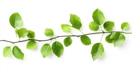 Wall Mural - Branch with fresh green leaves on a plain white background, showcasing the vibrant and lush appearance of the foliage