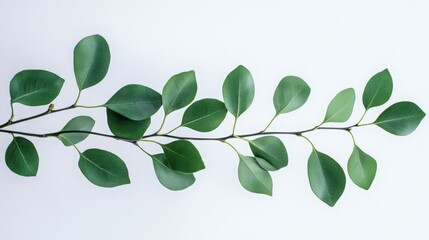 Poster - Branch with green leaves against a white backdrop, emphasizing the intricate details and vivid colors of the foliage