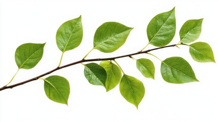 Poster - Branch with vibrant green leaves isolated on a white backdrop, capturing the natural elegance and detailed beauty of the leaves