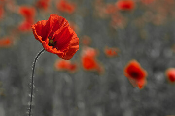 World War remembrance day. Red poppy is symbol of remembrance to those fallen in war.