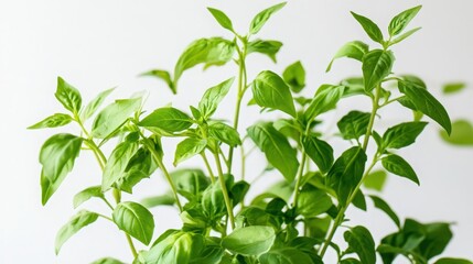 Canvas Print - Detailed basil plant with green leaves against a white backdrop, showcasing the natural beauty and freshness of the foliage