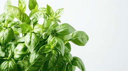 Canvas Print - Detailed basil plant with green leaves against a white backdrop, showcasing the natural beauty and freshness of the foliage