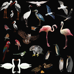 Wall Mural - twenty nine color birds collection on black