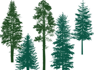 Wall Mural - five evergreen trees set isolated on white