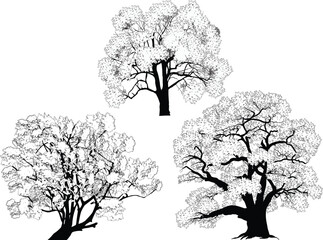 Wall Mural - isolated on white lush three trees outlines