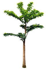 Wall Mural - tree on transparent background, realistic tree with green leaf branch bush stand alone isolate and b