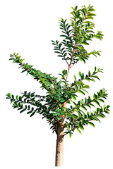 Wall Mural - tree on transparent background, realistic tree with green leaf branch bush stand alone isolate and b