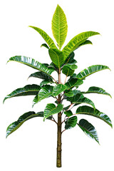 Wall Mural - tree on transparent background, realistic tree with green leaf branch bush stand alone isolate and b