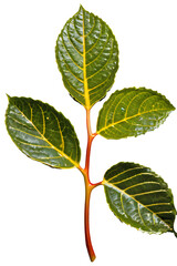 Wall Mural - tree on transparent background, realistic tree with green leaf branch bush stand alone isolate and b