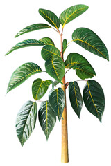 Wall Mural - tree on transparent background, realistic tree with green leaf branch bush stand alone isolate and b