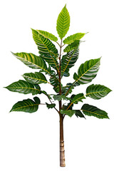 Wall Mural - tree on transparent background, realistic tree with green leaf branch bush stand alone isolate and b