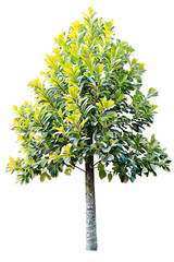 Wall Mural - tree on transparent background, realistic tree with green leaf branch bush stand alone isolate and b