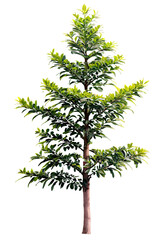 Wall Mural - tree on transparent background, realistic tree with green leaf branch bush stand alone isolate and b