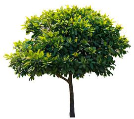Wall Mural - tree on transparent background, realistic tree with green leaf branch bush stand alone isolate and b