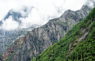 The foggy mountain forest scenery