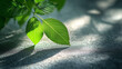 © Kootenay - Sunlit leaf shadows on concrete - leaf, sunlight, nature, shadow, green, plant, foliage, close-up, texture, growth, fresh, bright, botany, garden, outdoor, environment, beautiful