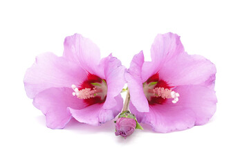 Wall Mural - Hibiscus purple pink flowers isolated on white, Hibiscus syriacus