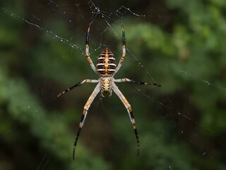 Wall Mural - Australian Garden Orb Weaver Spider (Argiope catenulata).