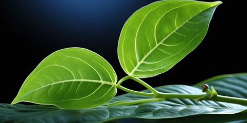 Wall Mural - leaf with water drops