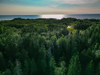  Green landscape of northern coniferous forest near sea shore - aerial view from drone