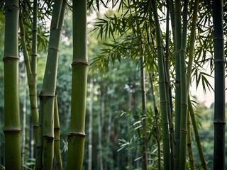 Close-up of beautiful bamboo in nature.