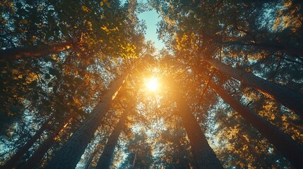 Poster - Spring Sun Shining Through Canopy Of Tall Trees Woods Sunlight In Forest Summer Nature Upper Branches Of Trees Background Nobody Environment concept : Generative AI
