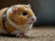 © Kasper - Curious pet hamster.