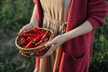 Close up, female farmer holding a basket with ripe red peppers in her hands.