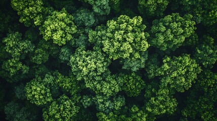 Poster - Aerial top view forest tree Rainforest ecosystem and healthy environment concept and background Texture of green tree forest view from above : Generative AI
