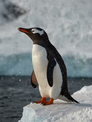 Wall Mural - Gentoo Penguin in Snowy Antarctica