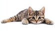 © Irina - Cat isolated on white background composition